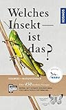 Welches Insekt ist das?