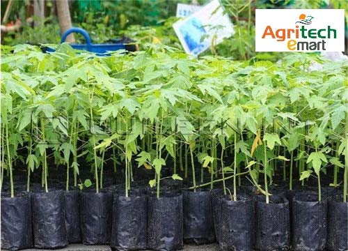 Image of Agritech Black Nursery Cover /Plant Grow Bag - 25 Nos (14x14, 25)