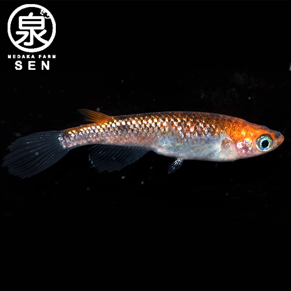 shuzan_medaka】忘却の翼(極上)・めだか・1ペア＝2匹 (R2-69) 現物ペア