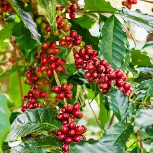 Coffee Plant Arabica (4 Pack)