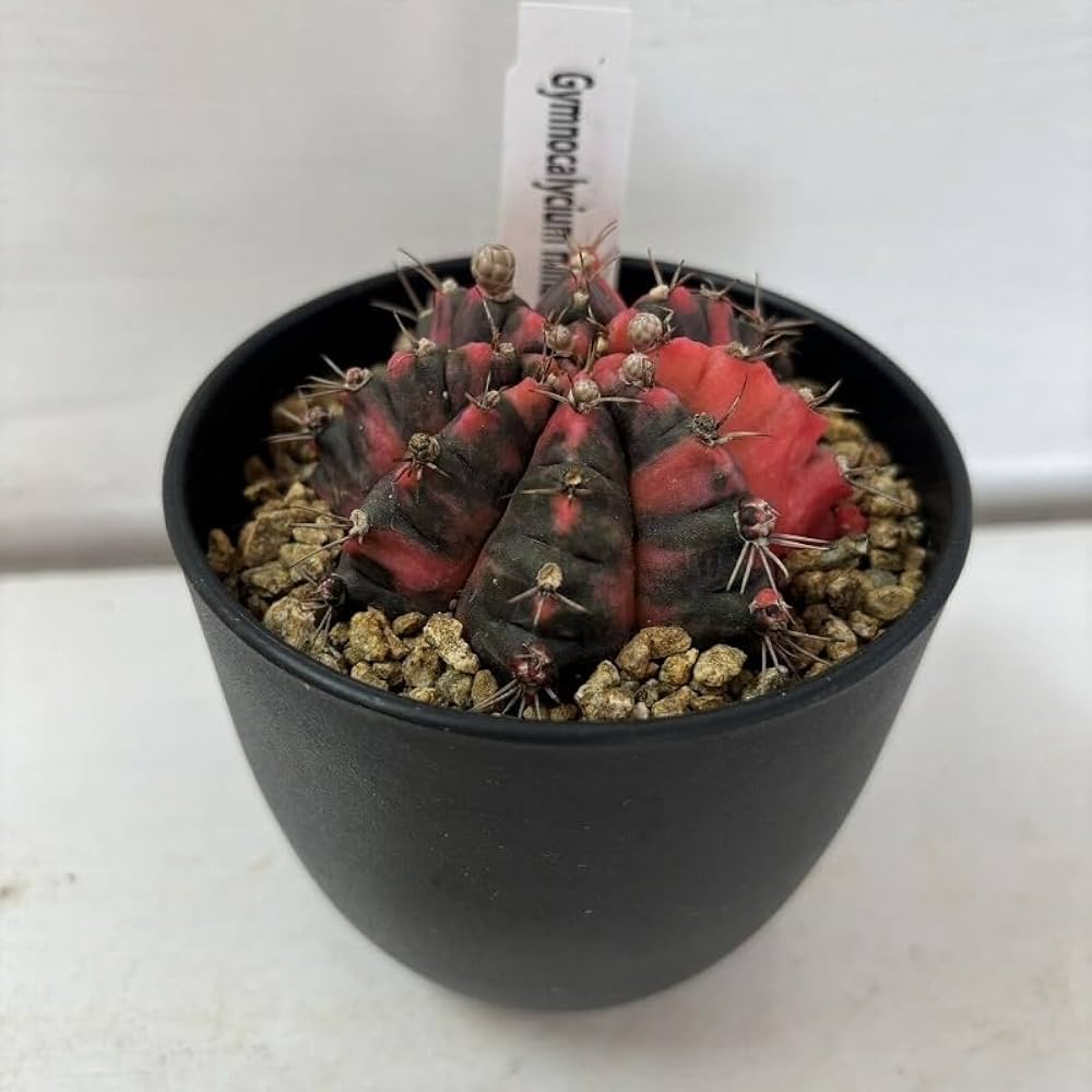 Amazon.co.jp: サボテン ギムノカリキウム ミハノビッチ 多肉