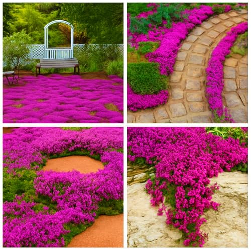 23000+ Magic Creeping Thyme Seeds for Planting Ground Cover Plant Seeds Perennial Non-GMO Heirloom Serpyllum Thyme Seeds Easy Growing Garden Outdoor