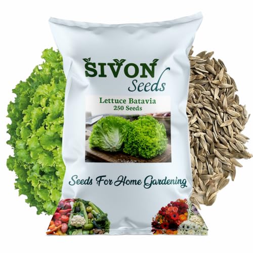 Image of SIVON Lettuce Batavia (250 Seeds) Exotic Vegetable Seeds for Home Garden, Organic & Hybrid, Perfect for Home Gardening, Planting For Pots and Patio