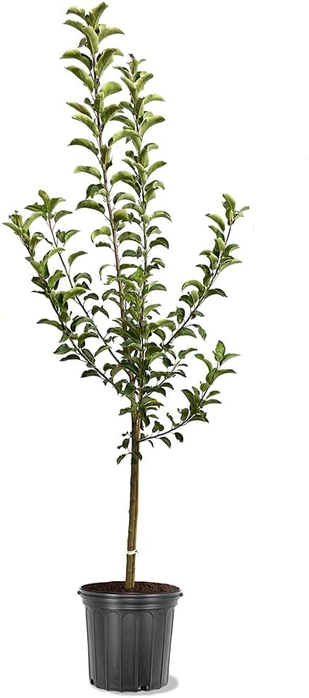 Braeburn Apple Tree, Sweet-Tart Flavor, Stores Well, Perfect for Home Gardens, 2-3 ft Tree Height, 5 gal Nursery Pot (Due to Agricultural Laws, we Cannot Ship to CA, AZ, AK, or HI)