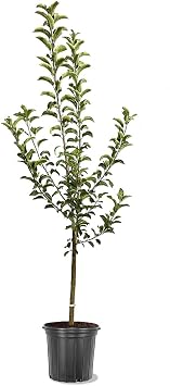 Braeburn Apple Tree, 2-3 ft Tree Height, 5 gal Nursery Pot