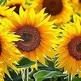 100St Rote Sonnenblumenkerne Indoor Balkon Pflanzen Outdoor Garten Rasen Terrasse Dekorationen Kunst Zierpflanzen Einfach zu verwalten und zu pflegen