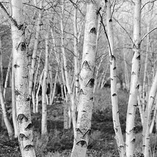 White Birch Tree