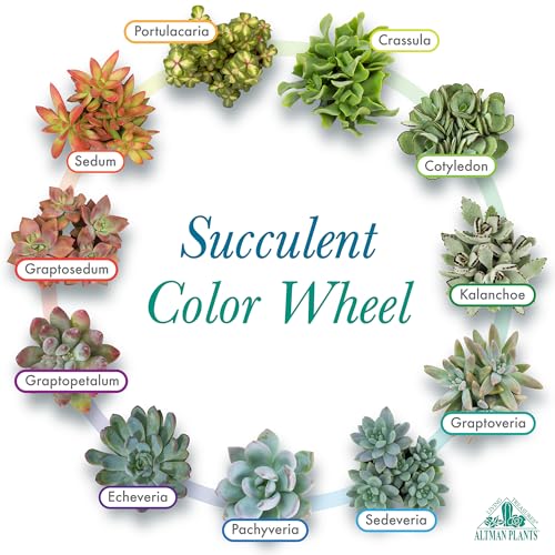 20 Live Succulent Plants Pack - Under $1 Each, Only $19.33