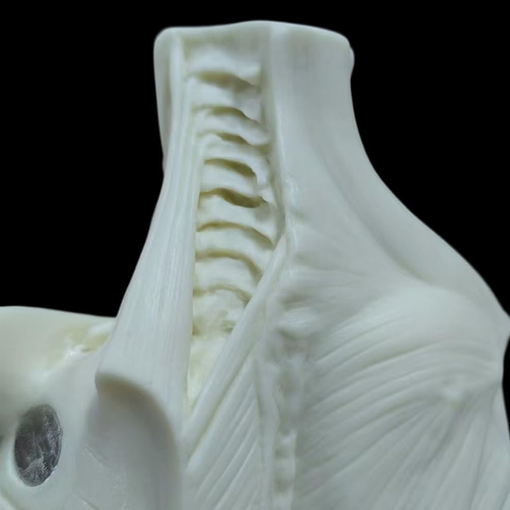 Modèle Anatomique Humain musculosquelettique de 60 cm, Mannequin Masculin pour Dessin Anatomique