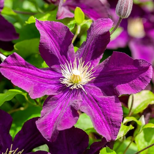 YouGarden Clematis 'Warszawska Nike', 1 x 9cm Pot, Hardy Climbing Plant, Velvety Purple Repeat Flowering Patio Colour