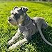 Joytale Hundegeschirr Kleine Hunde, Reflektierend Weich Gepolstert Geschirr, Air-Mesh Brustgeschirr Hund Klein, S, Grau