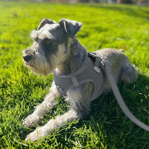 Joytale Hundegeschirr Kleine Hunde, Reflektierend Weich Gepolstert Geschirr, Air-Mesh Brustgeschirr Hund Klein, S, Grau