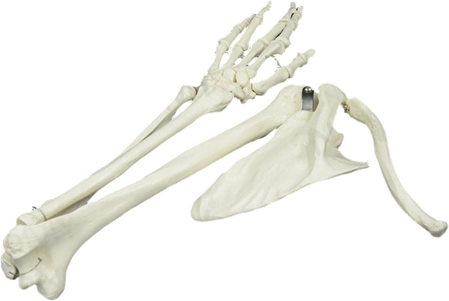Medicals Anatomical Model Arm Skeleton Model Life Size Human Arm Joint Human Skeleton Skeletons Study Anatomical