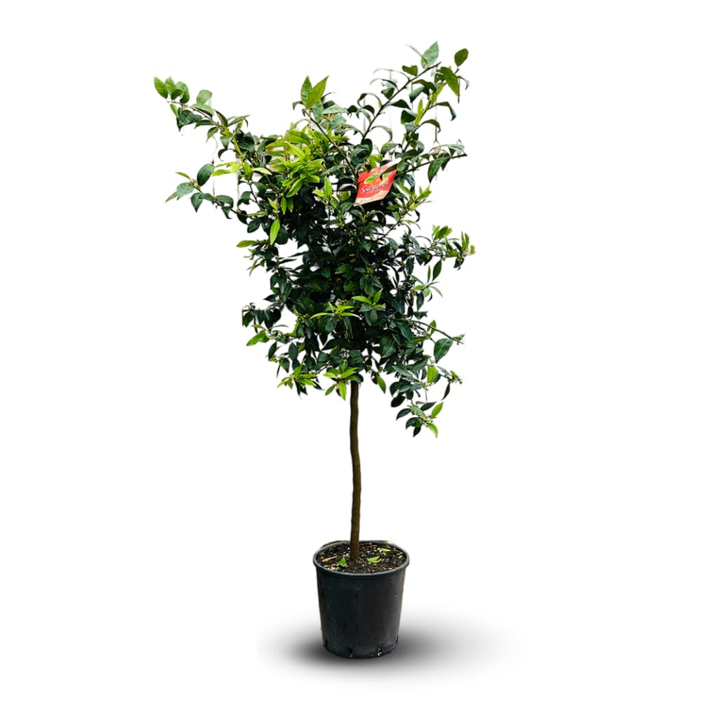 Attitude Jardin - Mandarinier satsuma - citrus unshiu - agrume méditerranéen - arbre fruitier - 120-130 cm - ⌀ 24 cm - résiste au gel
