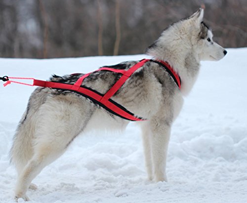 Northern Howl X-Back Hunde-Zuggeschirr für Canicross Bike Skijöring Dogscooting Schlitten in Rot
