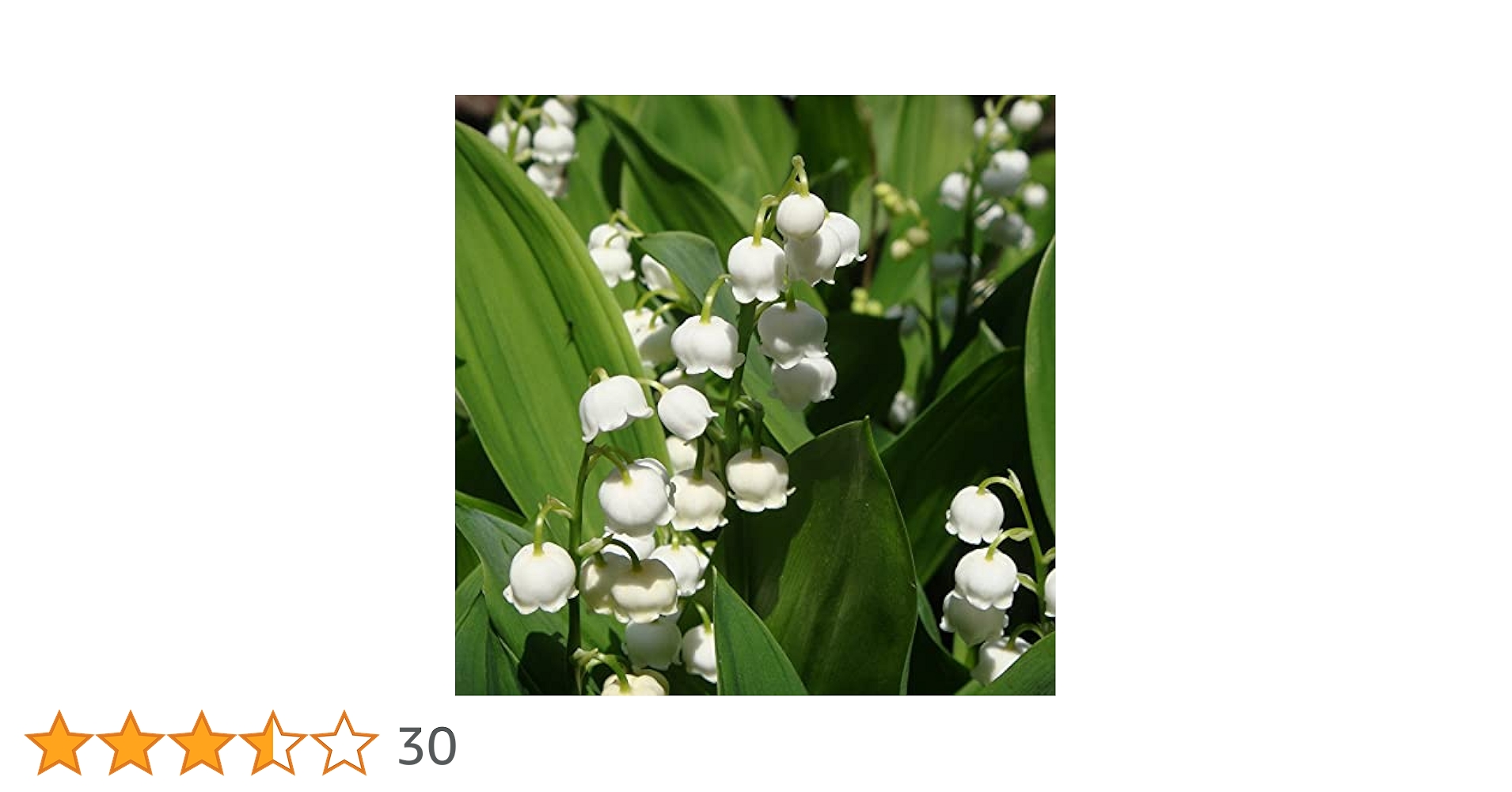 Amazon | スズラン 5本セット | 花