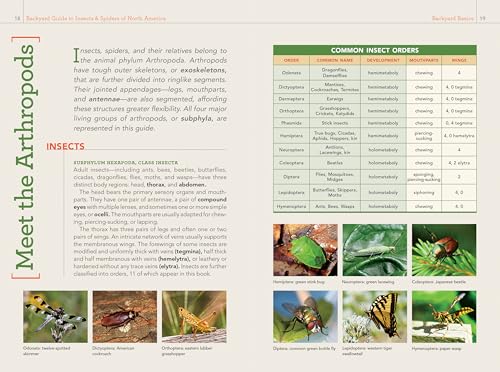 National Geographic Backyard Guide to Insects and Spiders of North America (National Geographic Backyard Guides) - Image 7
