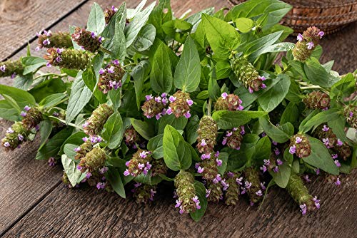 Prunella Vulgaris Var. Lanceolata (Heal All) 700 Seeds By Earthcare Seeds Heirloom - Non Gmo - Open Pollinated #TOP4