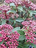Viburnum tinus Spirit - Lorbeer-Schneeball Spirit