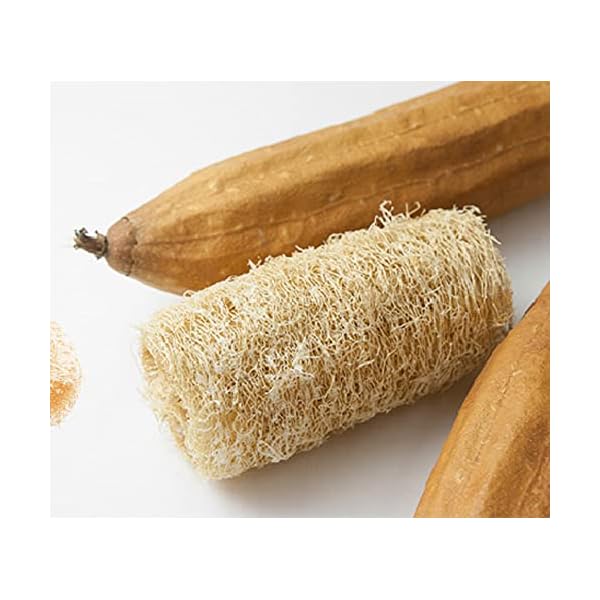 10 semillas de esponja de calabaza – Lufa – Esponja natural – Semillas campesinas