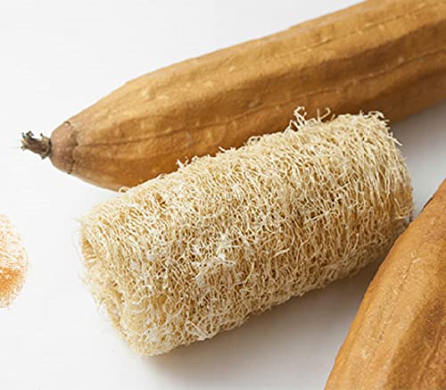 10-semillas-de-esponja-de-calabaza--Lufa--Esponja-natural--Semillas-campesinas