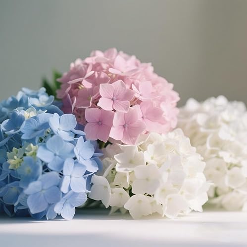 Miniatura 2 de Más de 100 semillas de hortensias mixtas para plantar hortensias macrophylla hortensia gigante de bola de nieve arbusto de crecimiento rápido,