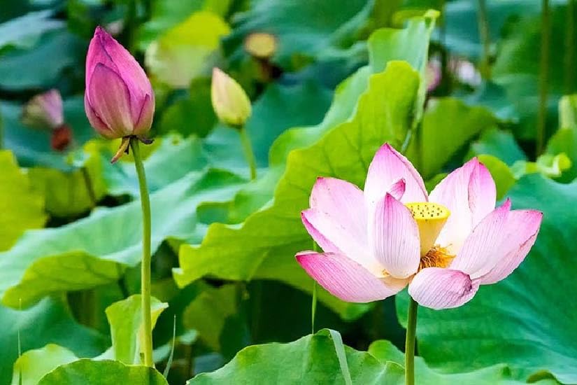 Semi Di Fiore Di Loto (Nelumbo Nucifera) 10 Semi – Pianta Acquatica Da Stagno, Colore Rosa