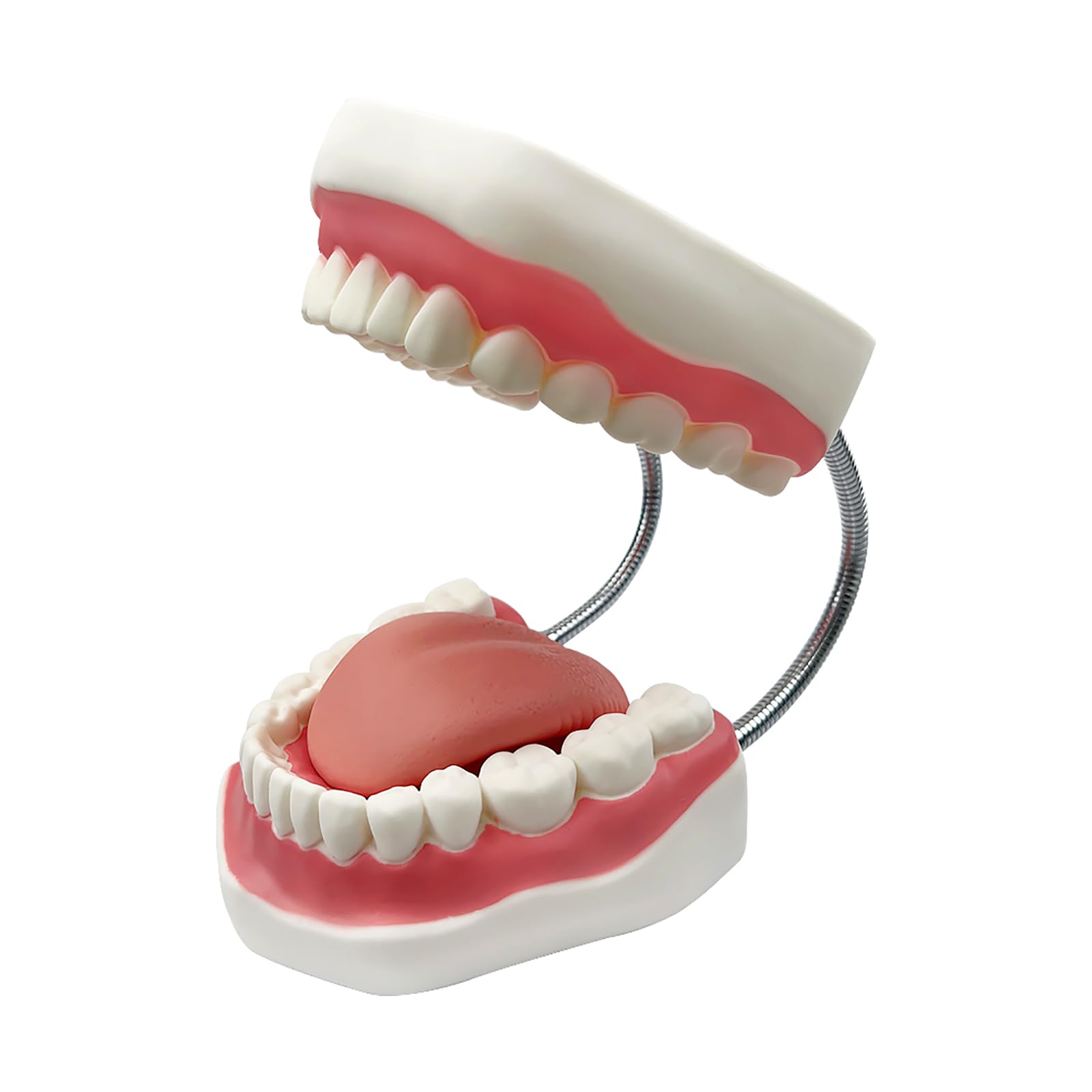 Grand modèle de dents anatomiques pour enseignement des dentistes avec brosse à dents 22 x 15 x 14 cm