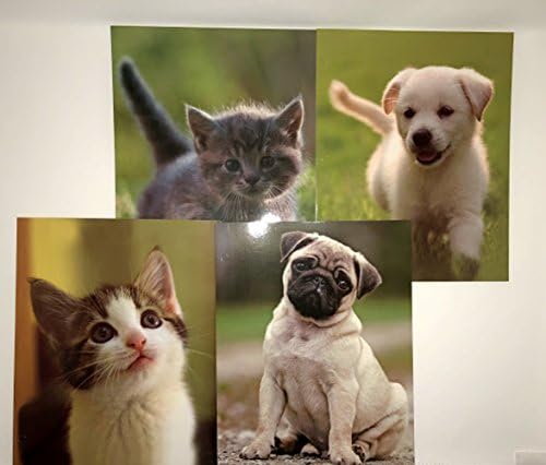 Jot 2-Pocket Portfolios Puppies and Kittens Set of 4 (Styles May Vary)