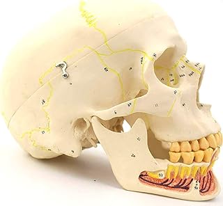 Human Skull Mandible from Medical Model with Blood Vessels and Nerves Anatomical Model of Professional Research in Dental Laboratory