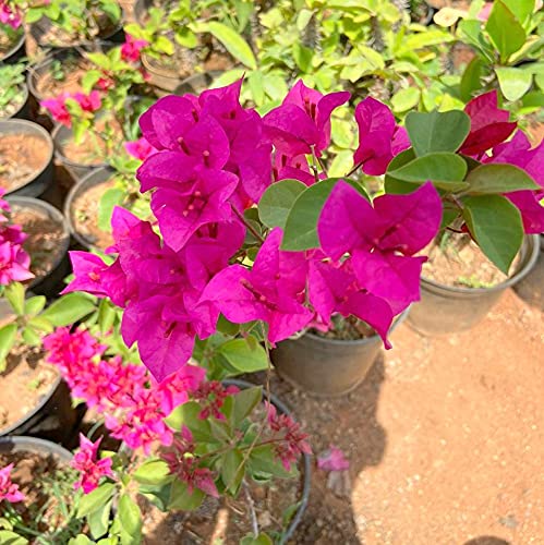 Indian gardens Bougainvillea dwarf hybrid Live Plant (Pink) (B098F5HL62) Amazon Price History, Amazon Price Tracker