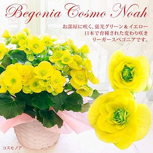 Amazon ハッピーガーデン 花 母の日ギフト 鉢植え 大輪薔薇咲き華やかリーガース ベゴニア 5号 E コスモノア 黄色 お届け 母の日期間 観葉植物 オンライン通販