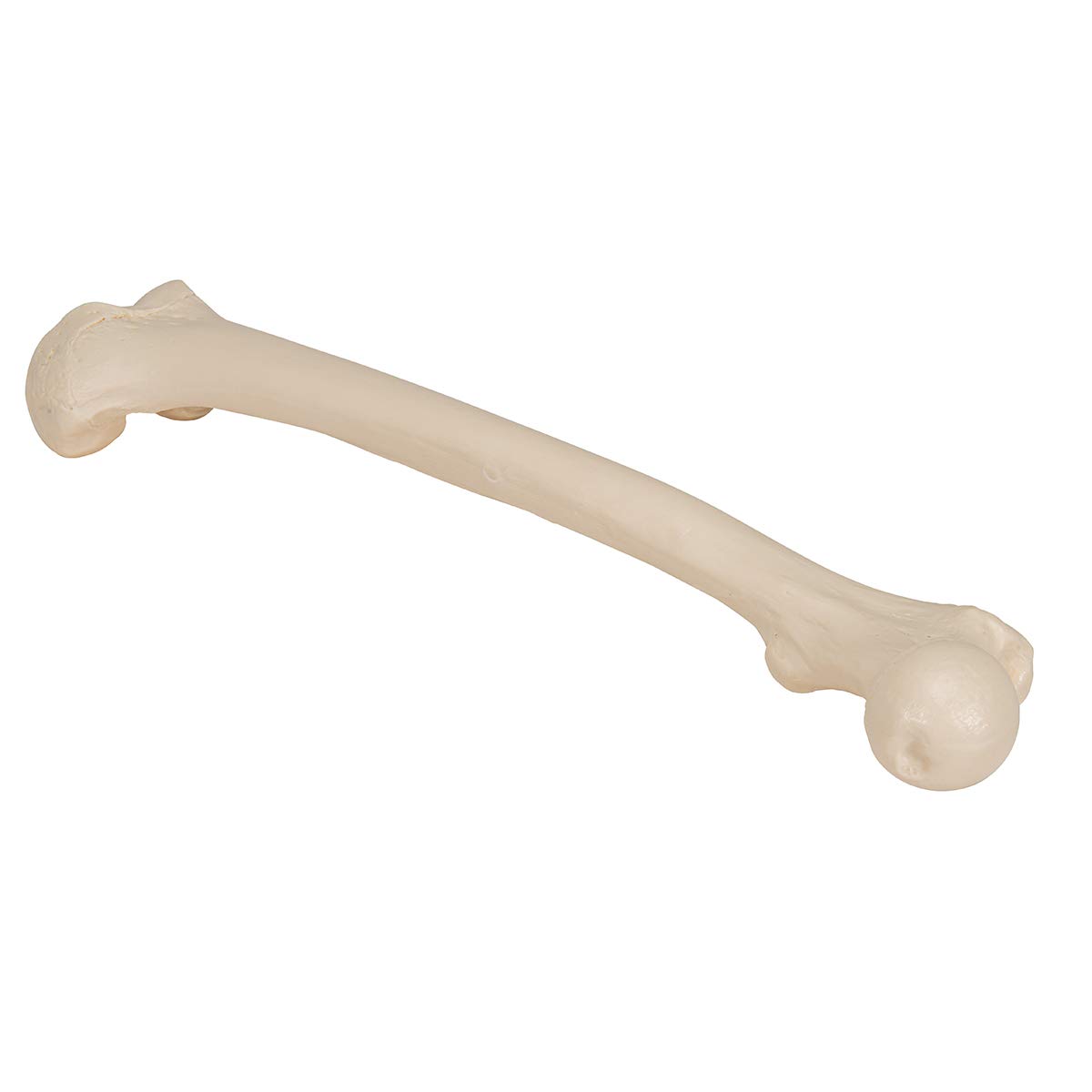 3B Scientific A35/1L, A35/1R Femore + software gratuito di anatomia - 3B Smart Anatomy