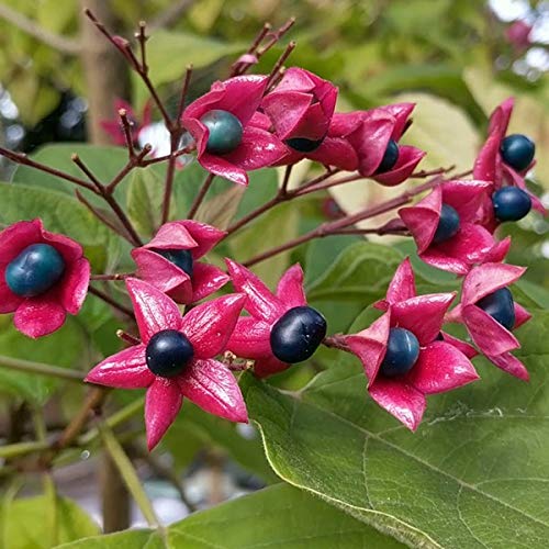 Clerodendrum Trichotomum- Arbre du clergé;​Clérodendron 40-​50 cm en conteneur