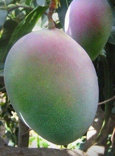 Fully Grown Mango Plant, Live Mango Plant, Mango Tree for Planting, Live Well Rooted Mango Plant, Mango Keitt Tropical Fruit Tree ,