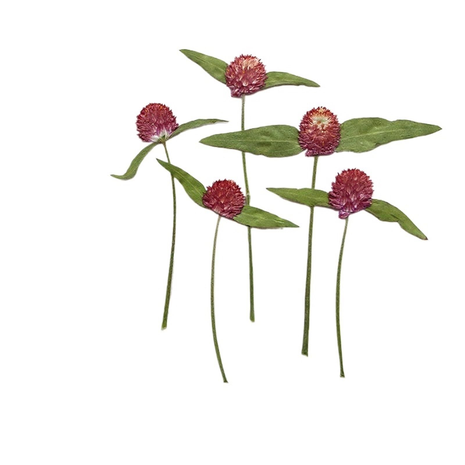 Trockenblumen 120 Stück gepresste, getrocknete Gomphrena Globosa-Blume, Herbarbelege for Epoxidschmuck, Karten, Lesezeichen, Rahmen, Telefonhülle, Gesicht, Make-up, Lampe(Red)