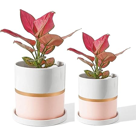 Amazon Co Jp 多肉植物 鉢 植木鉢 おしゃれ 観葉植物 鉢 陶器 鉢 室内 サボテン鉢 北欧シンプルなスタイル プランター 最優秀装飾 鉢 おしゃれ 直径11 9cm 陶磁器の受け皿付き 2点セット Jbf ホーム キッチン Amazon Co Jp 多肉植物 鉢 植木鉢 おしゃれ 観葉植物 鉢 陶器 鉢 室内 サボテン鉢 北欧シンプルなスタイル プランター 最優秀装飾 鉢 おしゃれ 直径11 9cm 陶磁器の受け皿付き 2点セット Jbf ホーム キッチン