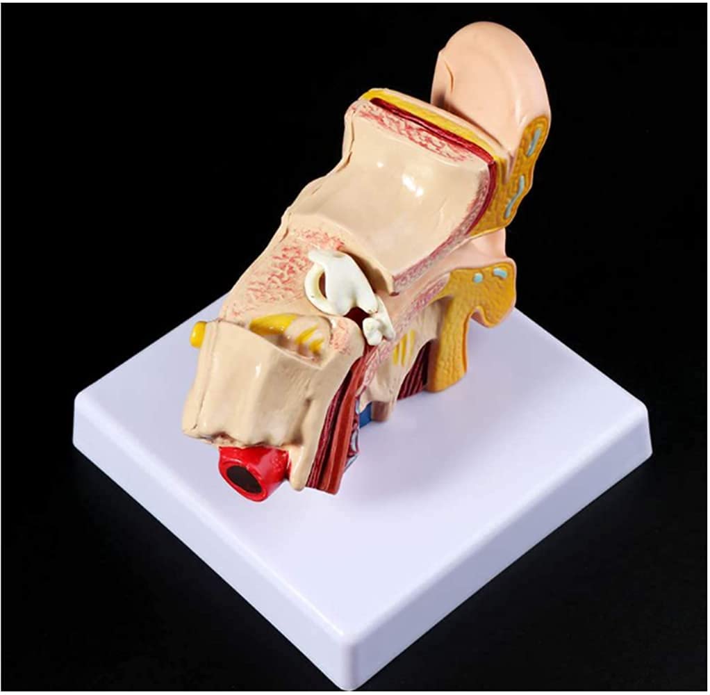 Model Anatomii Ucha Ludzkiego, Model Anatomii Ucha Ludzkiego 1,5 Razy Większy Model Akcesoriów Medycznych, Profesjonalne Organiczne Materiały Medyczne