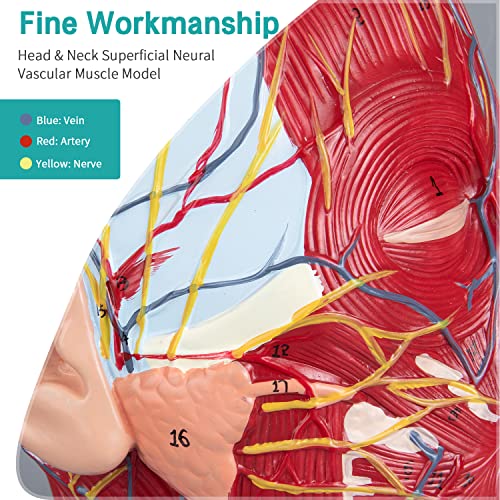 Image of Face Head Muscle Model - Human Half Head & Neck Anatomy Model Superficial Neurovascular Model with Musculature 1:1 Life Size Anatomical Median Section for Science Classroom Display Teaching