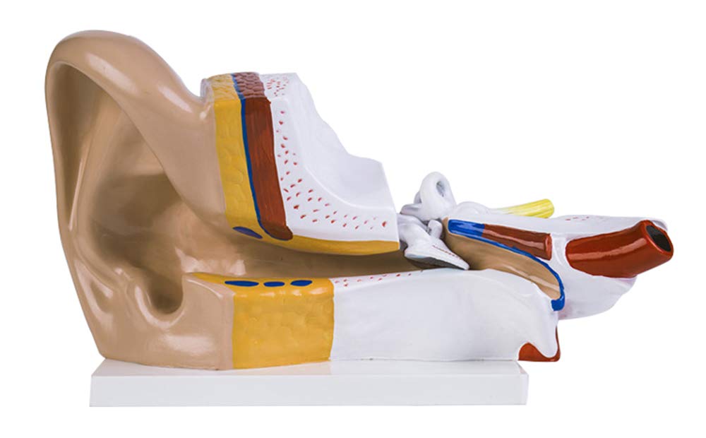 Sjdopulse A 3X Enlarged Human Ear Model - Human Organ Natomy Model Ear Natomical Model - Pvc Material Ear Structure Model For Medical Educational Training Id (A)