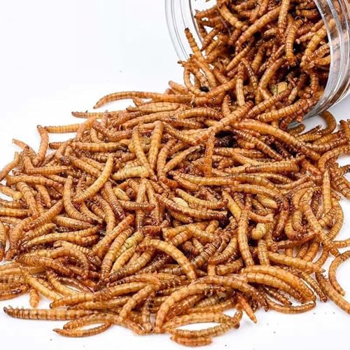 YANGMUM ybgXibN nX^[t[h [hQXRN[ ~[[ ^pN hCRNV T    (2kg)