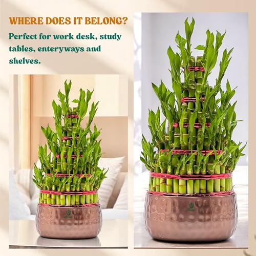 Image of Amulya Farms Live Lucky Bamboo 5 layer plant in Copper Pot | Bamboo Plants for home decoration | Indoor Plants for Home | Ideal for Living room, Balcony, Office desk & Kitchen | Lucky Vastu Plant |