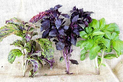 Basil Seed Mix Herb Garden Seeds For Planting 500+ Seeds #TOP2