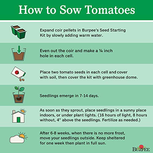 Burpee 'Black Pearl' Hybrid | Cherry Tomato | Extra Sweet Flavor | 30 Seeds #TOP3