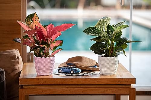 Image of Gamla for Home Decoration Capri Round Plastic Pots for Lawn | Terrace and Home Garden | Planters Flower Pot for Outdoor and Indoor Garden | Pots for Garden Plants | Set of 5