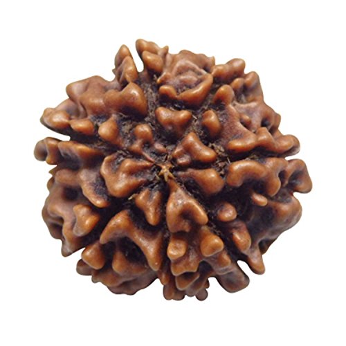 Image of Arihant Gems & Jewels Original 7 Mukhi Nepali Rudraksha Pendant | Natural Certified Seven Mukhi Rudraksha in 925 Sterling Silver | Premium Nepal Rudraksh Spiritual & Astrological Jewelry for Men & Women.