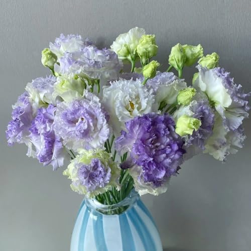 Semillas de Lisianthus, Decoración de sala de estar de balcón resistentes semillas de silvestres de interior 800pcs