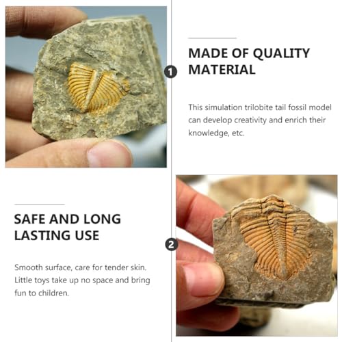 Image of iplusmile Trilobite Specimen Model 1.96X1.77X0.59In Paleontology Science Education Toy for Kids Table Ornament and Home Display