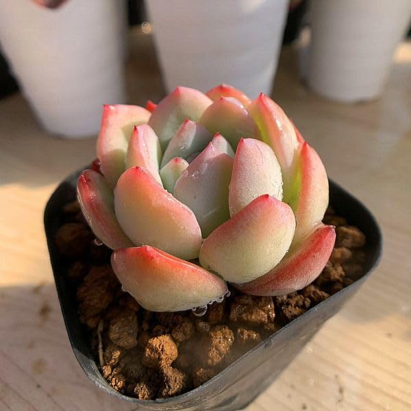 ෆ˚*感謝セールෆ˚* アイスグレープ 1苗 抜き苗 寄せ植え 多肉植物 ෆ˚*感謝セールෆ˚* アイスグレープ 1苗 抜き苗 寄せ植え