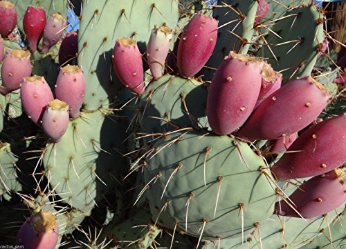 25 Semillas ROSA cactus del higo chumbo, Opuntia engelmannii, resistente al frío dulce Nopal